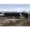 Image 6 : Bar 7 Ranch - 775# April/May Delivery Heifers - 78 Head (MacGregor, MB)