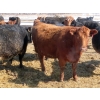 Image 14 : David Garvey - 1625# March Delivery Cows - 67 Head (Wapella, SK)