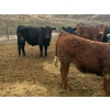 Image 11 : John & Kate Anderson - 930# March/April Delivery Steers - 65 Head (Ashcroft, BC)