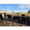Image 5 : Franz Land & Cattle - 840# March Delivery Heifers - 75 Head (Medicine Hat, AB)