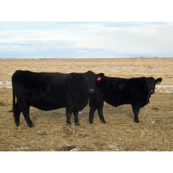 Coal Creek Ranching - 575# December Delivery Steer Calves - 90 Head (Brooks, AB) VBP+