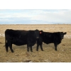 Image 1 : Coal Creek Ranching - 575# December Delivery Steer Calves - 90 Head (Brooks, AB) VBP+