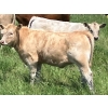 Image 12 : MacMillan Farming Co. - 535# July Delivery Heifer Calves - 180 Head (Cayley, AB) VBP+