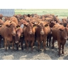 Image 13 : Ben Penner - 700# October Delivery Steer Calves - 50 Head (Purple Springs, AB)