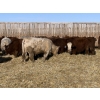 Image 6 : Hegedys Ranching - 990# January Delivery Steers - 64 Head (Acme, AB)