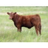 Image 3 : Rommens Farm Ltd. - 590# October Delivery Steer Calves - 90 Head (Brooks, AB)