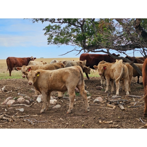 Logan Ranching - 675# Steer Calves - 90 Head (Oyen, AB) VBP+