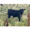 Image 5 : Darrell Goldsmith - 450# October Delivery Steer Calves - 75 Head (Hoosier, SK)