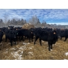 Image 2 : Kris Springer - 50 November Delivery Angus X Bred Heifers (Foam Lake, SK)