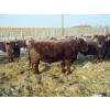 Image 10 : Helland Land & Cattle Co. Ltd. - 1039# February Delivery Steers - 60 Head (Lomond, AB)