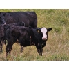 Image 7 : CC Farming Company - 680# October Delivery Steer Calves - 170 Head (Cayley, AB)