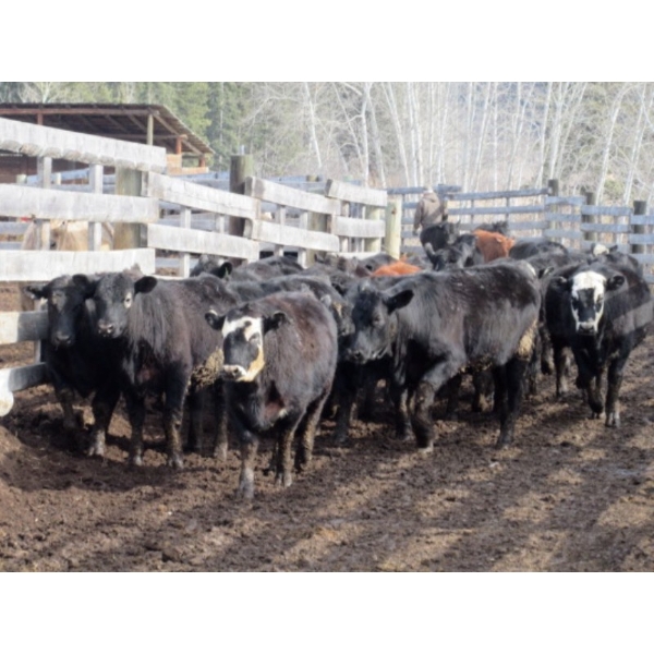 Fridlington Family Farms - 700# March Delivery Heifers - 88 Head (Kersley, BC)