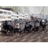 Image 1 : Fridlington Family Farms - 700# March Delivery Heifers - 88 Head (Kersley, BC)