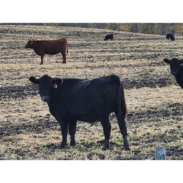 Burnt Out Creek Ranch - 50 Black/BBF Simm/Angus X May/June Calving Bred Heifers (Crooked River, SK)