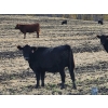 Image 1 : Burnt Out Creek Ranch - 50 Black/BBF Simm/Angus X May/June Calving Bred Heifers (Crooked River, SK)