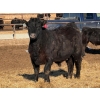 Image 3 : Justin Tateson - 800# March Delivery Steers - 78 Head (Scandia, AB)