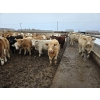 Image 6 : Ripple Rock Ranch - 840# January Delivery Steers - 108 Head (Fincastle, AB)