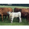 Image 3 : Emil Larson - 47 Oct/Nov Delivery Steers & Heifers (Millet, AB)