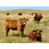 Image 4 : Wilson Grande Coulee Ranch - 600# Sept/Oct Delivery Heifer Calves - 30 Head (East Coulee, AB) VBP+