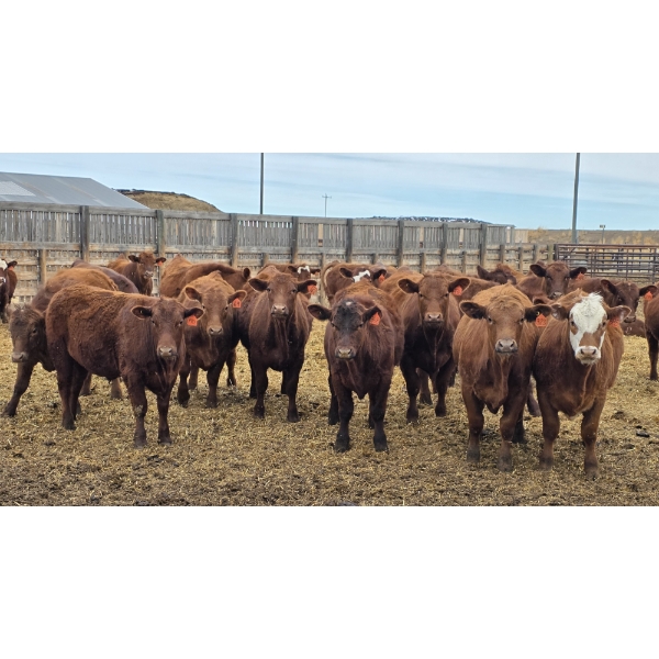 M.S. MacLean Livestock - 940# March Delivery Steers - 31 Head (Coaldale, AB)