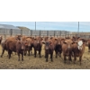 Image 1 : M.S. MacLean Livestock - 940# March Delivery Steers - 31 Head (Coaldale, AB)