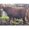 Image 12 : Regehr Land & Cattle - 1050# September Delivery Grass Steers - 59 Head (Winfield, AB)