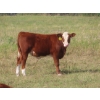 Image 12 : Hebert Livestock Ventures - 760# February Delivery Weaned Steers - 240 Head (Wawota, SK) VBP+