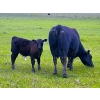 Image 6 : Jamieson Ranch - 550# November Delivery Steer Calves - 95 Head (Cabri, SK)