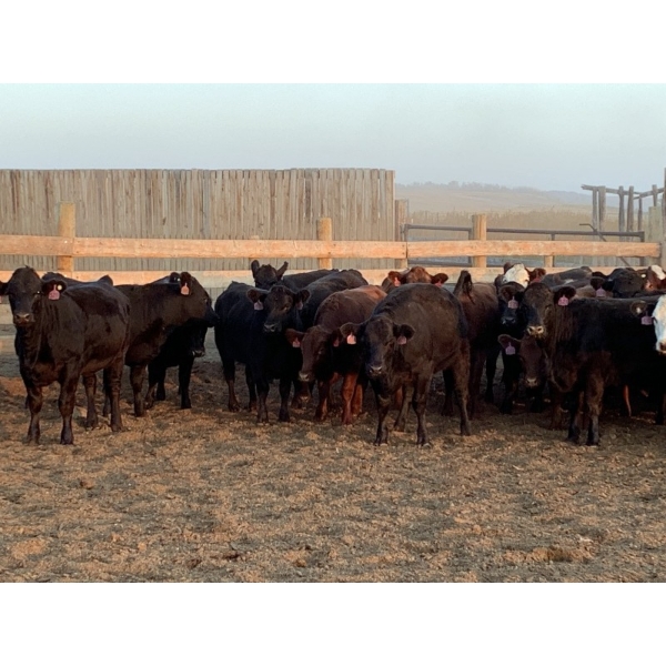 Spruce Tree Cattle Co. Ltd - 960# September Delivery Heifers - 48 Head (Linden, AB)