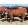 Image 4 : Aart Beekman - 930# May Delivery Heifers - 200 Head (Coaldale, AB)