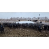 Image 5 : Franz Land & Cattle - 760# March Delivery Heifers - 98 Head (Medicine Hat, AB)
