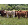Image 6 : Ranahan Ranch - 700# June/July Delivery Grass Steers - 84 Head (Whitewood, SK)