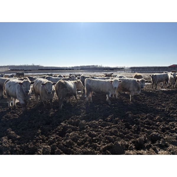 6U Cattle Company - 880# April Delivery Heifers - 145 Head (Manning, AB) VBP+