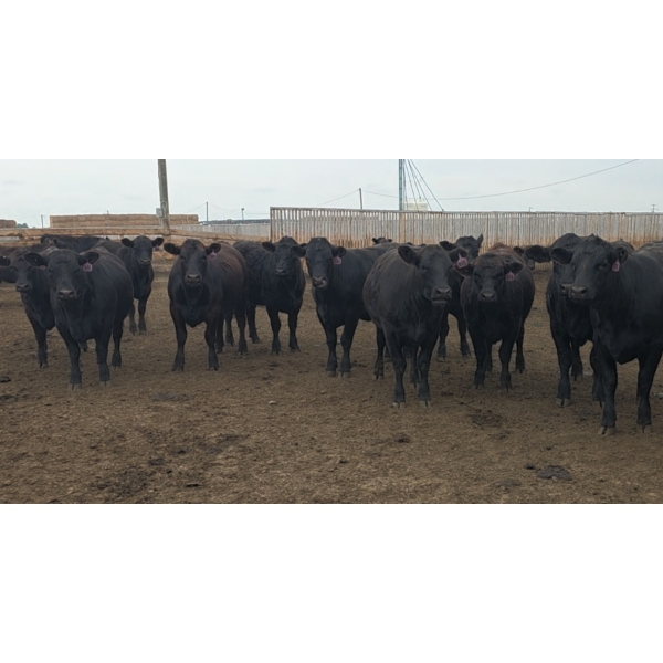 Ripple Rock Ranch - 965# July Delivery Heifers - 210 Head (Fincastle, AB)