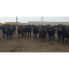 Image 1 : Ripple Rock Ranch - 965# July Delivery Heifers - 210 Head (Fincastle, AB)