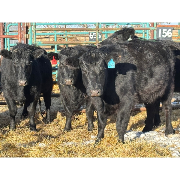 A & J Farming - 5 Second Calvers (Pen 156)