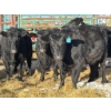 Image 1 : A & J Farming - 5 Second Calvers (Pen 156)