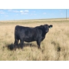 Image 1 : Colton Battrum - 20 Black Heifers