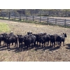 Image 1 : Boggy Springs Ranch - 975# September Delivery Grass Heifers - 45 Head (Maple Creek, SK)