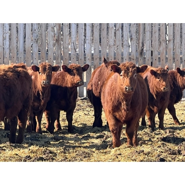 Hillcrest Farming Co. - 750# March Delivery Steers - 81 Head (Dundurn, SK)