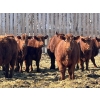 Image 1 : Hillcrest Farming Co. - 750# March Delivery Steers - 81 Head (Dundurn, SK)