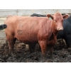 Image 4 : Dan Ponjavic - 900# September Delivery Heifers - 106 Head (Lethbridge, AB)