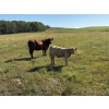 Image 6 : Reilly Lake Ranching - 910# February Delivery Weaned Steers - 68 Head (Lloydminster, AB)