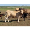 Image 5 : Johnson Livestock - 43 Exotic X Cows (Peebles, SK)