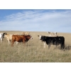 Image 7 : Vern Campbell - 850# Oct/Nov Grass Steers - 72 Head (North Battleford, SK)