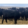 Image 8 : Eric Tarrant - 740# February Delivery Heifers - 70 Head (High River, AB)