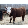 Image 8 : McIntyre Ranch - 750# May Delivery Heifers - 125 Head (Raymond, AB)