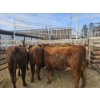 Image 3 : Gemstone Cattle Company - 5 RBF Heifers (Pen 329) 934# avg