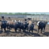 Image 2 : Theresa Guenther - 1010# June/July Delivery Steers - 53 Head (Bow Island, AB)