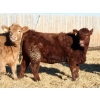 Image 3 : J&R Peterson - 875# January Delivery Heifers - 70 Head (Barnwell, AB)